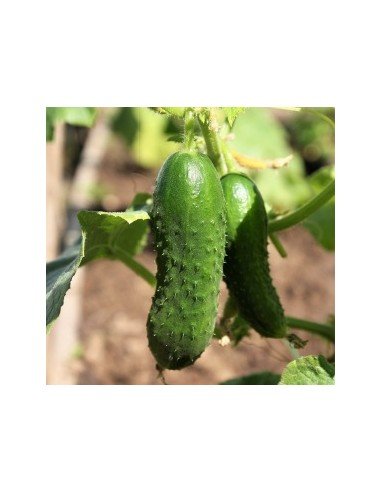 PEPINO DE ENCURTIR Vorgebirgstrauben