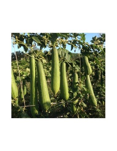 ESPONJA VEGETAL Luffa