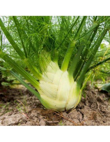 HINOJO DE BULBO Perfección