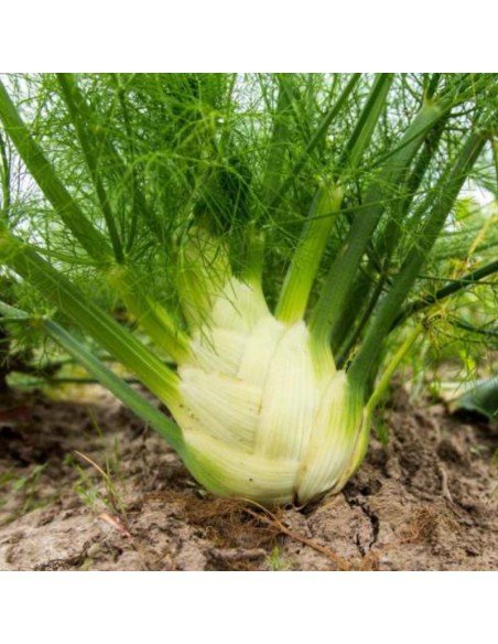 HINOJO DE BULBO Perfección