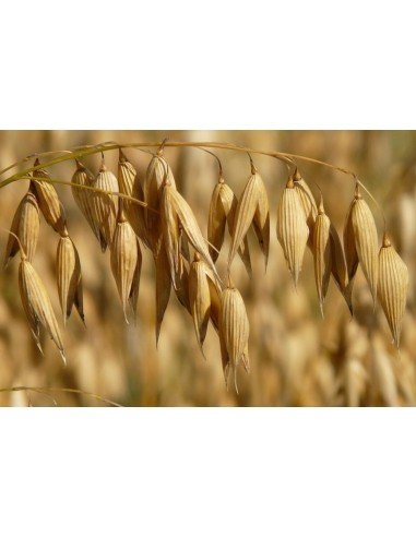 ABONO VERDE Avena y Lino (mezcla)