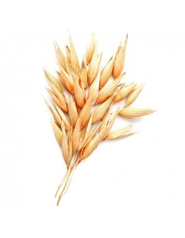 ABONO VERDE Avena y centeno (mezcla)