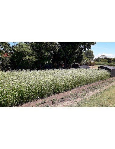 ABONO VERDE Trigo Sarraceno