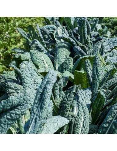 KALE COL DE HOJA Negro de Toscana
