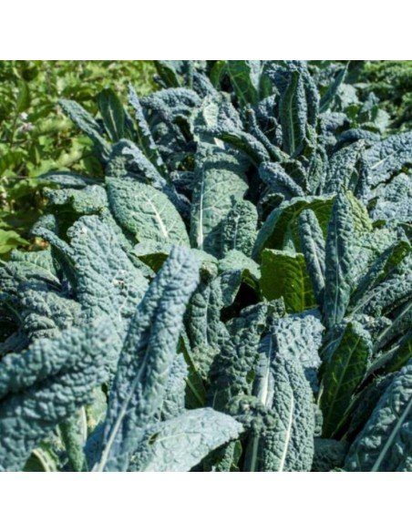 KALE COL DE HOJA Negro de Toscana