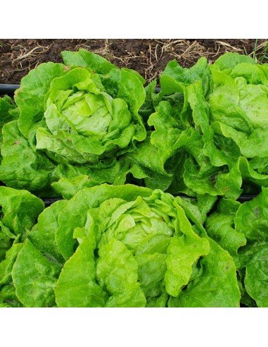 LECHUGA ARREPOLLADA Kermit