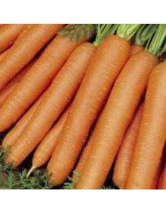 ZANAHORIA NANTESA Dolciva Ks 2