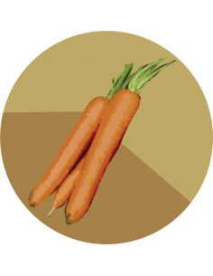 ZANAHORIA NANTESA Dolciva Ks