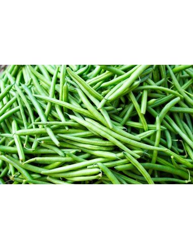 CHAUCHA REDONDA TREPADORA Lago Azul