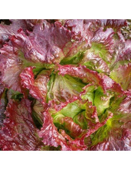 LECHUGA ARREPOLLADA Tarengo