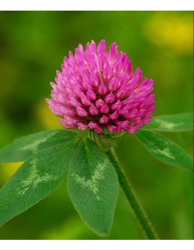 ABONO VERDE Trébol Rojo