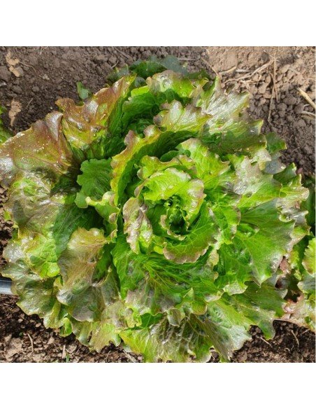 LECHUGA BATAVIA MANTECOSA Carmen