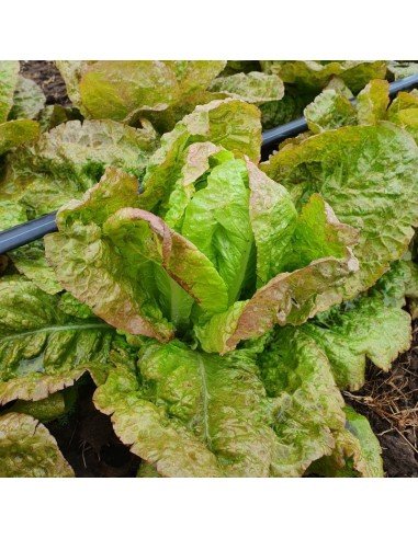 LECHUGA ROMANA Grasse de Morge LECHUGA ROMANA Grasse de Morge