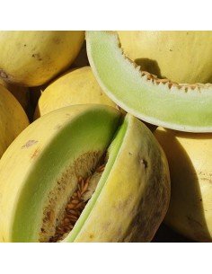 MELÓN ROCÍO DE MIEL Honey Dew Pulpa Verde 2