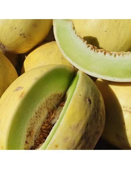 MELÓN ROCÍO DE MIEL Honey Dew Pulpa Verde