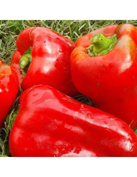 MORRÓN DE 4 CASCOS California Wonder